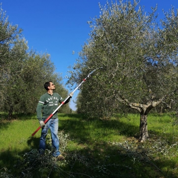 Gianluca Bassini e la potatura degli olivi